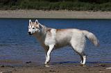 SIBERIAN HUSKY 611